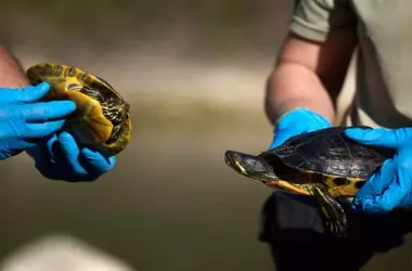 Navarra intensifica la retirada de galápagos invasores para proteger la biodiversidad acuática