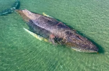 El Trágico Final de Timmy: La Ballena Jorobada que Conmovió a Alemania