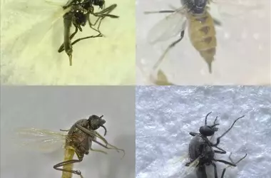 Nuevas especies de moscas chupadoras de sangre identificadas en Andalucía durante el monitoreo del virus del Nilo
