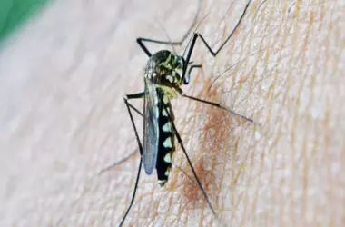 Descubriendo los secretos: ¿Por qué los mosquitos eligen a algunas personas más que a otras?