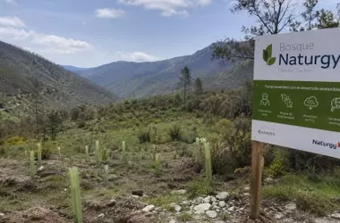 Naturgy y la Comunidad Local Unen Fuerzas para Revitalizar el Bosque de Las Hurdes