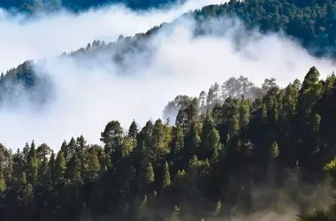 Murcia impulsa la protección forestal mediterránea con el proyecto europeo Life Token CO2