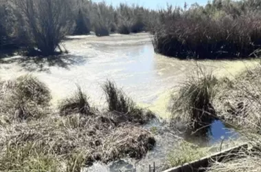 Doñana: Recuperación del Equilibrio Hídrico en Los Sotos