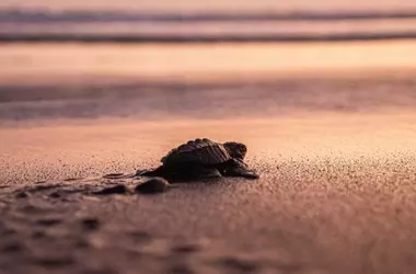 Protocolos de Actuación ante Fauna Marina en Playas: Conservación y Sensibilización