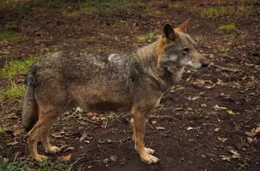 Asturias reanuda la gestión poblacional letal del lobo ibérico tras dictamen judicial
