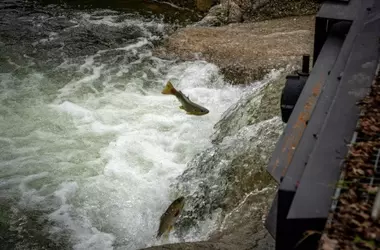 Alarmante Declive del Salmón en Cantabria: Solo Tres Capturas en la Temporada de Pesca
