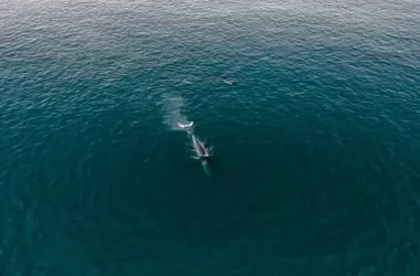 MYSTICMED: Un Proyecto Innovador para Proteger la Ballena Común del Mediterráneo