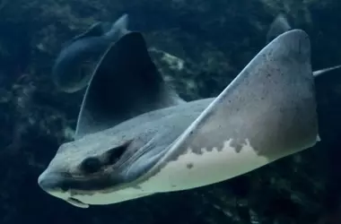 Un Misterio Submarino Resuelto: Las Rayas Murciélago Utilizan Señales Químicas de Alarma