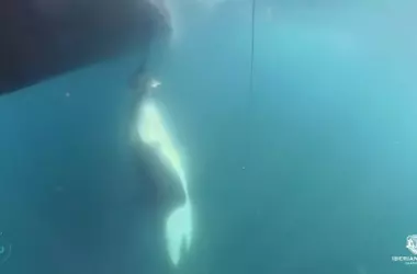 Estrella, la orca ibérica, muestra comportamiento inusual al ofrecer atún a una embarcación en el Estrecho de Gibraltar