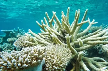 Buscando Refugios Submarinos: La Resistencia de los Corales ante el Cambio Climático