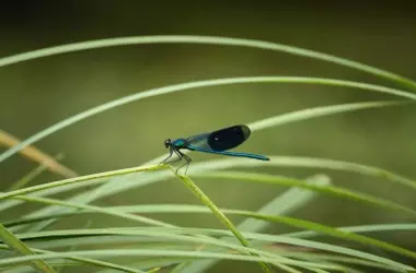 La Tierra podría albergar hasta 20 millones de especies de insectos aún desconocidas