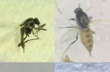 Nuevos descubrimientos de especies de moscas en Andalucía durante la vigilancia del virus del Nilo