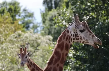 Jirafas: Calculadoras Naturales en la Sabana