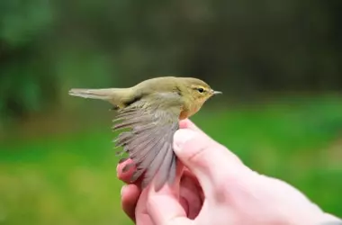Expertos Globales Claman por Acción Unificada contra la Caza Ilegal de Aves