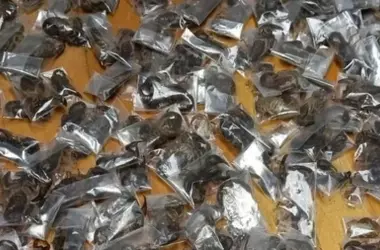 Escorpiones Venenosos Interceptados en el Aeropuerto: Un Caso de Tráfico de Fauna Silvestre