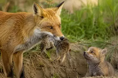 La Paternidad en el Reino Animal: Estrategias Inesperadas y Devoción Sorprendente