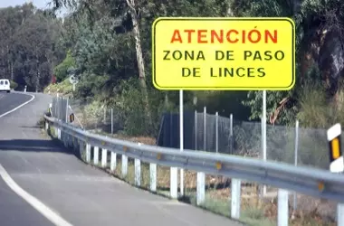 Linces ibéricos en Doñana: Una Lucha Constante contra los Atropellos