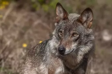 Un llamado a la acción conjunta: la conservación del lobo ibérico entre España y Portugal