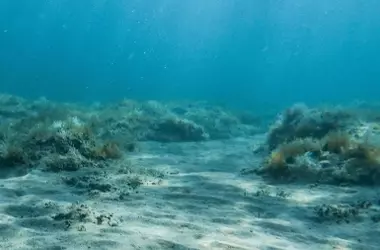 La Unión Europea Frente a la Prohibición de la Minería Submarina: ¿Protección Marina o Necesidad de Recursos?