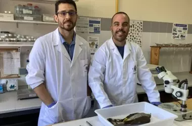 Nuevos Descubrimientos Parasitarios en el Águila Calzada: Un Bioindicador Clave para la Salud Ecosistémica