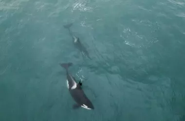 La Ballena Asesina 'Estrella' Regala un Atún a un Barco en el Estrecho de Gibraltar