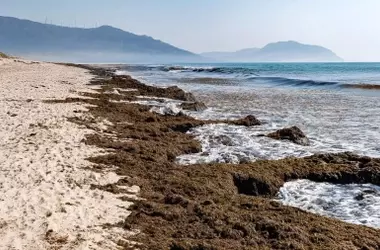La alga invasora Rugulopteryx okamurae se expande por las costas de España