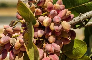 Pistacho: Transformando Residuos en Futuro Sostenible en Castilla-La Mancha