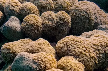 Urgente llamada a España para expandir la protección marítima y salvaguardar la biodiversidad