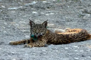 La Junta de Andalucía Rescata Linces Ibéricos Tras Incendio en Despeñaperros