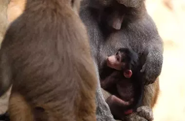 Un Nuevo Babuino Impulsa la Conservación de la Fauna en Colombia