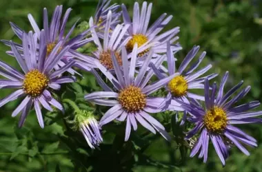 La estrella de los Pirineos: un tesoro botánico asturiano en peligro crítico