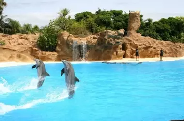 Día Mundial de los Delfines en Cautiverio 2026: La Cruel Realidad Detrás del Espectáculo