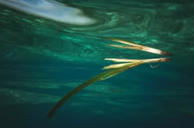 La amenaza silenciosa del calor en la Posidonia mediterránea
