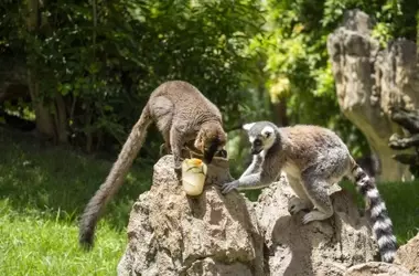 Bioparc Valencia Refresca a Sus Animales con Estrategias Creativas Ante el Calor Estival