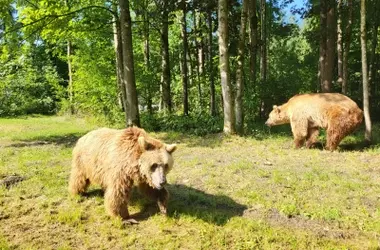 Adiós a 'Ponderoso': Un Símbolo de la Naturaleza para los Niños
