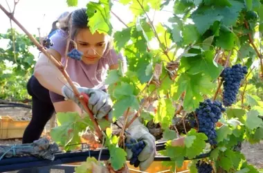 Día Mundial del Desarrollo Rural 2026: Desafío clave para erradicar la pobreza global