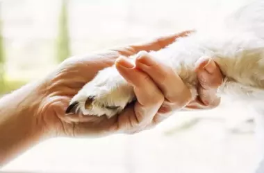 Día Mundial de las Zoonosis 2026: La Amenaza Silenciosa que Surge con la Erosión de la Naturaleza