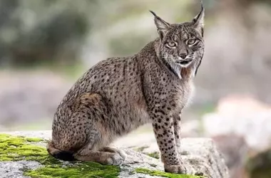 El Lince Ibérico Alcanza Cifra Récord, Pero los Atropellos Siguen Siendo una Amenaza