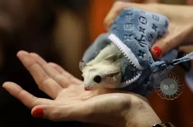 La Crucial Restricción de Especies de Mascotas para la Salud Pública y Animal