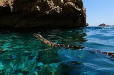 Serpientes en las playas baleares: avistamientos, peligros y repercusiones ecológicas