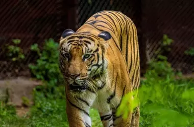 Felinos salvajes reubicados de Alemania a España para una vida mejor