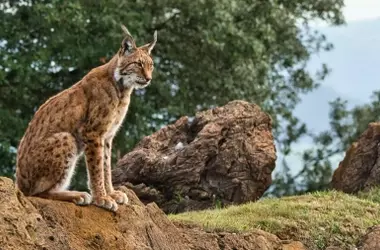 El Lince Ibérico Regresa Triunfalmente a Cabañeros: Una Historia de Éxito en Restauración Ecológica