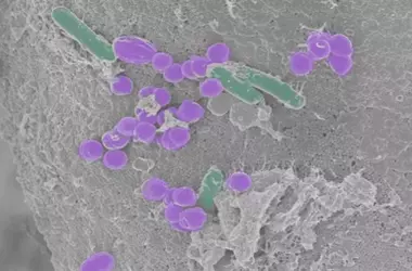 Célula Sintética SpudCell: Un Hito en la Biología Sin Vida