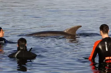 La Soledad de los Delfines Solitarios y sus Consecuencias para Humanos y Animales