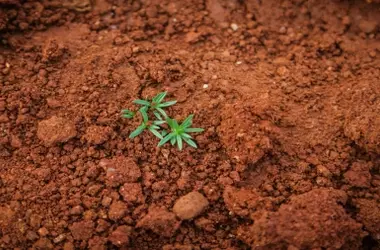Día Mundial del Cuidado del Suelo 2026: Por Qué la Protección de la Tierra es Crucial para el Porvenir del Planeta