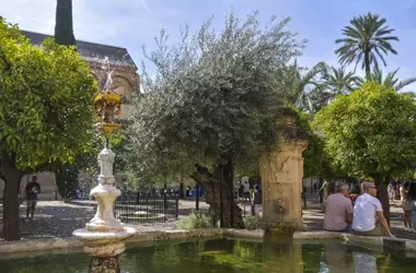Árboles Urbano: Defensores Contra el Calor Extremo