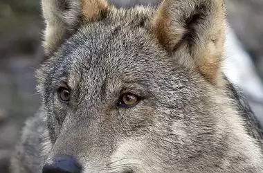 La mortalidad del lobo ibérico y su impacto en la conservación
