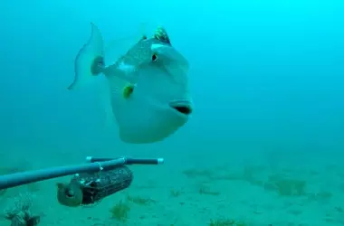 Peces invasores del Mar Rojo amenazan la biodiversidad mediterránea