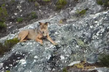 La Rioja: El Lobo Ibérico Vuelve a ser Especie Cinegética en la Temporada de Caza 2026/2027