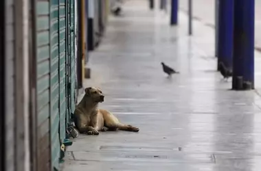 Marruecos promulga ley de bienestar animal en medio de controversias por restricciones a la alimentación pública